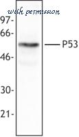 LifeSpan Biosciences LS-C41085 ͼ 1