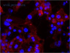 LifeSpan Biosciences LS-C41344 image 2