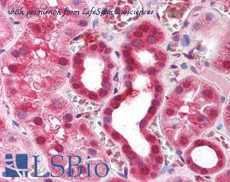 LifeSpan Biosciences LS-B1572 image 1