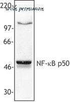LifeSpan Biosciences LS-B1668 image 2