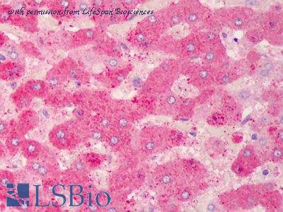 LifeSpan Biosciences LS-B1696 image 1