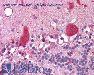 LifeSpan Biosciences LS-B1702 image 1