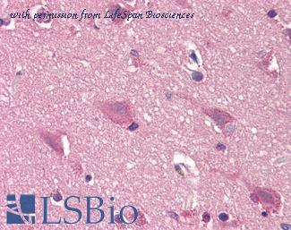 LifeSpan Biosciences LS-B1825 image 1
