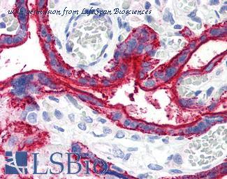 LifeSpan Biosciences LS-B1852 image 1
