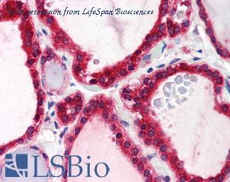 LifeSpan Biosciences LS-B1880 image 1