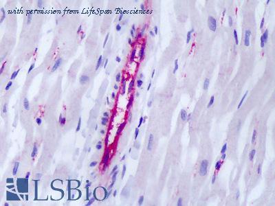 LifeSpan Biosciences LS-B1932 image 1