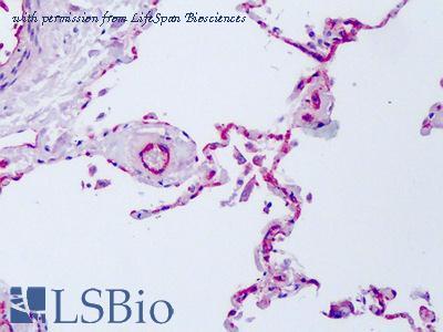LifeSpan Biosciences LS-B1932 image 2