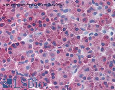 LifeSpan Biosciences LS-B1933 image 1