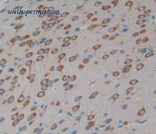 MyBioSource MBS2034662 image 1