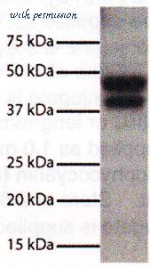 MyBioSource MBS674755 image 1