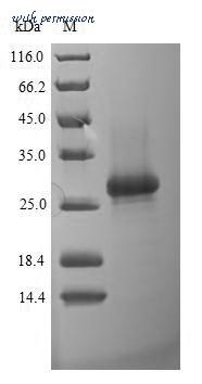 MyBioSource MBS1030895 image 1