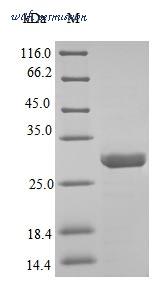 MyBioSource MBS1062223 image 1