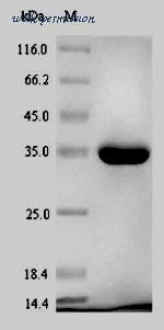 MyBioSource MBS1152546 image 1
