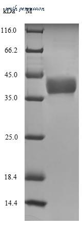 MyBioSource MBS1156331 image 1