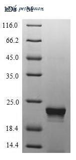 MyBioSource MBS1218119 image 1