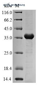 MyBioSource MBS1248970 image 1