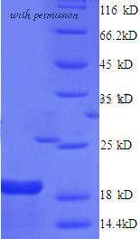 MyBioSource MBS1265380 image 1