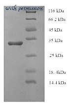 MyBioSource MBS1265548 image 1