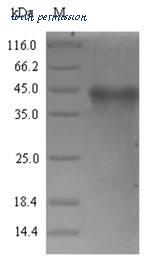 MyBioSource MBS1317097 image 1