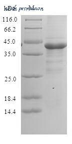 MyBioSource MBS1372374 image 1