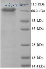 MyBioSource MBS1449179 image 1