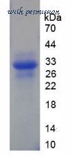 MyBioSource MBS2029534 image 1