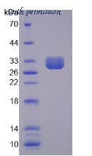 MyBioSource MBS2029545 image 2