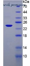 MyBioSource MBS2029813 image 2
