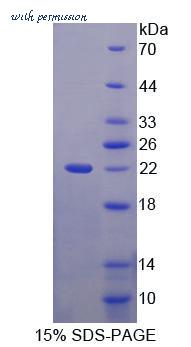 MyBioSource MBS2029911 image 1
