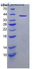 MyBioSource MBS2030506 image 2