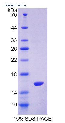 MyBioSource MBS2033205 image 2