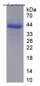 MyBioSource MBS2104731 image 1