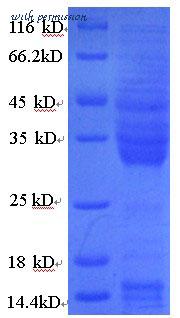 MyBioSource MBS5303516 image 1