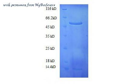 MyBioSource MBS5303596 image 1