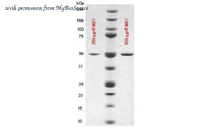 MyBioSource MBS5303827 image 1