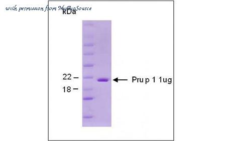 MyBioSource MBS5304617 image 1