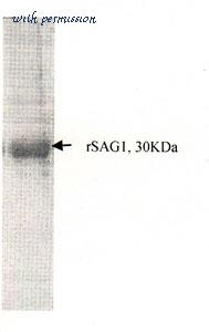 MyBioSource MBS596012 image 1