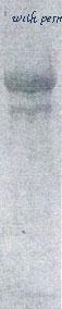 MyBioSource MBS596084 image 1