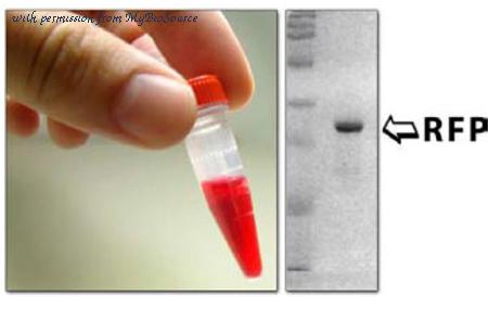 MyBioSource MBS844904 image 1