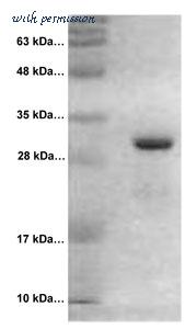 MyBioSource MBS844904 image 2