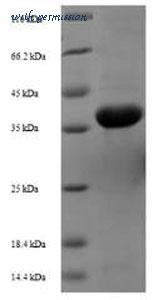 MyBioSource MBS9423388 image 1
