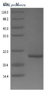 MyBioSource MBS9423589 image 1