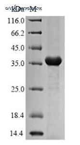MyBioSource MBS9423658 image 1