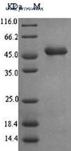 MyBioSource MBS9423926 image 1