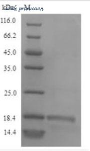 MyBioSource MBS9424016 image 1