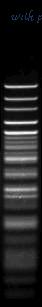 MyBioSource MBS638389 image 1
