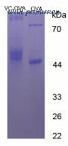 MyBioSource MBS2086365 image 2