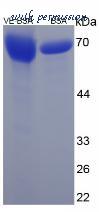 MyBioSource MBS2086375 image 2