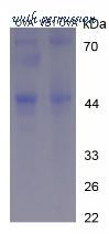 MyBioSource MBS2086538 image 2