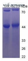 MyBioSource MBS2086540 image 2